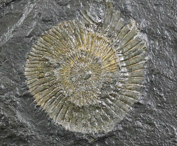 Dactylioceras Ammonites - Posidonia Shale #23104